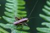 Pholidoptera griseoaptera